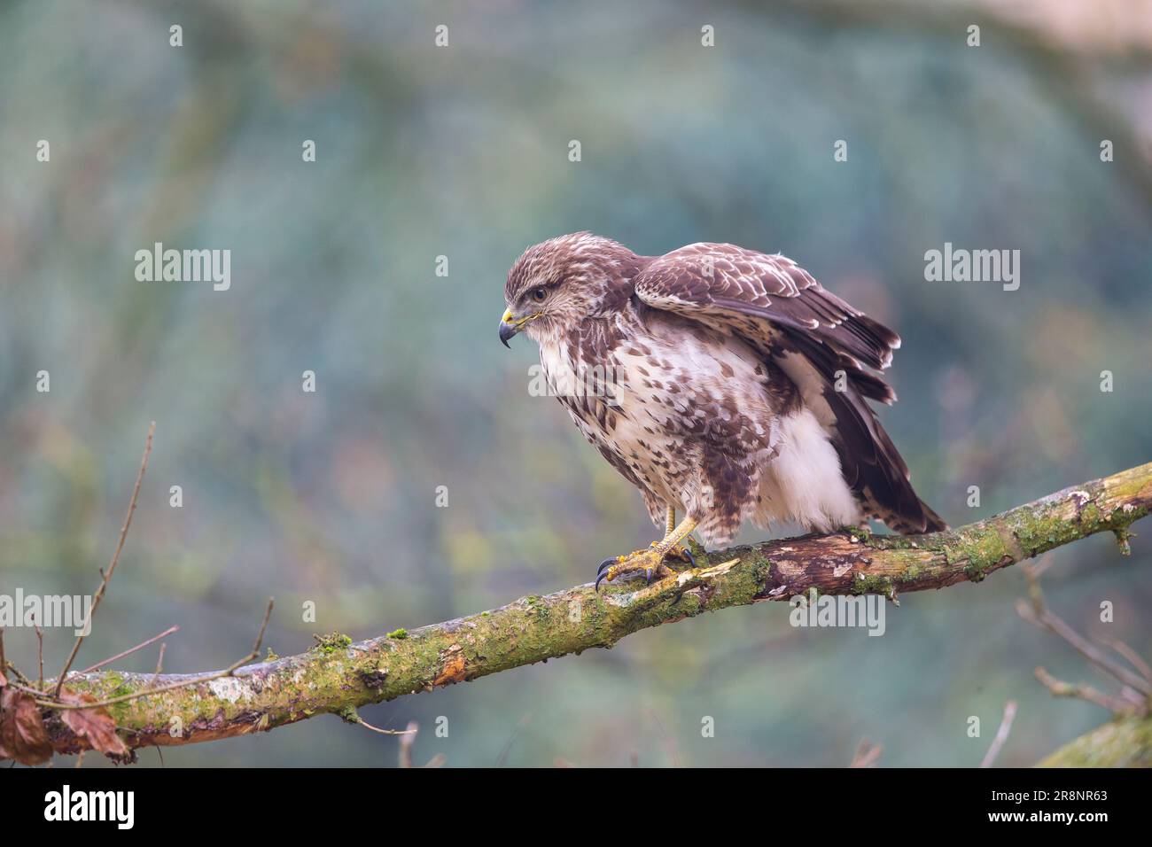 Close up side view of a common buzzard walking down a tree branch Stock
