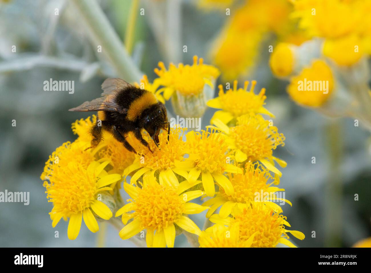 Italy, lombardy, Bumblebee On Jacobaea Maritima or Senecio Cineraria Stock Photo