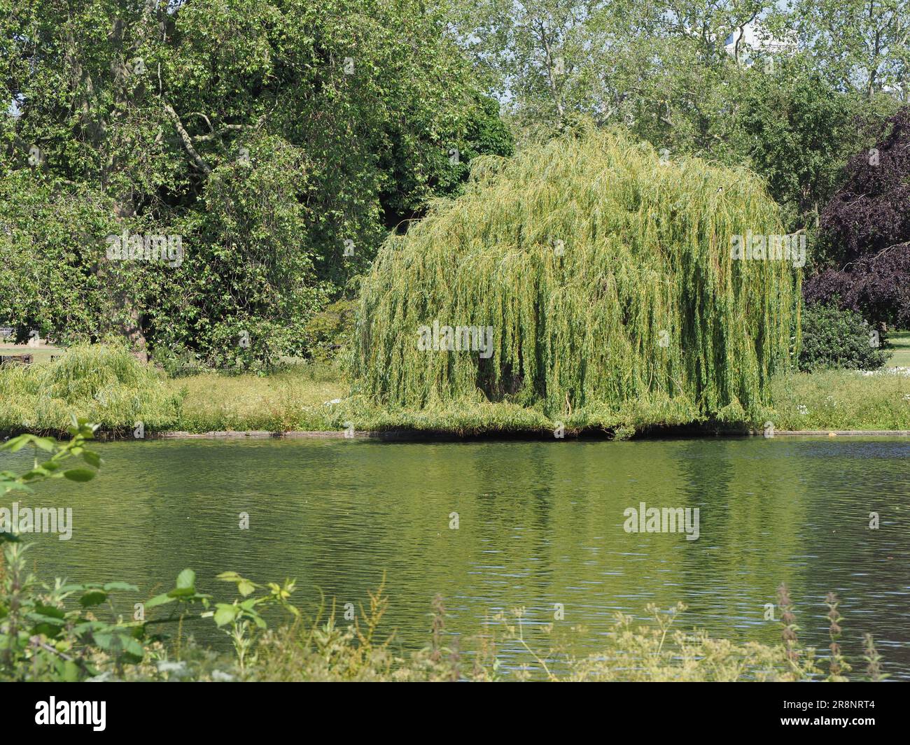 weeping willow aka Babylon willow tree scientific name Salix babylonica