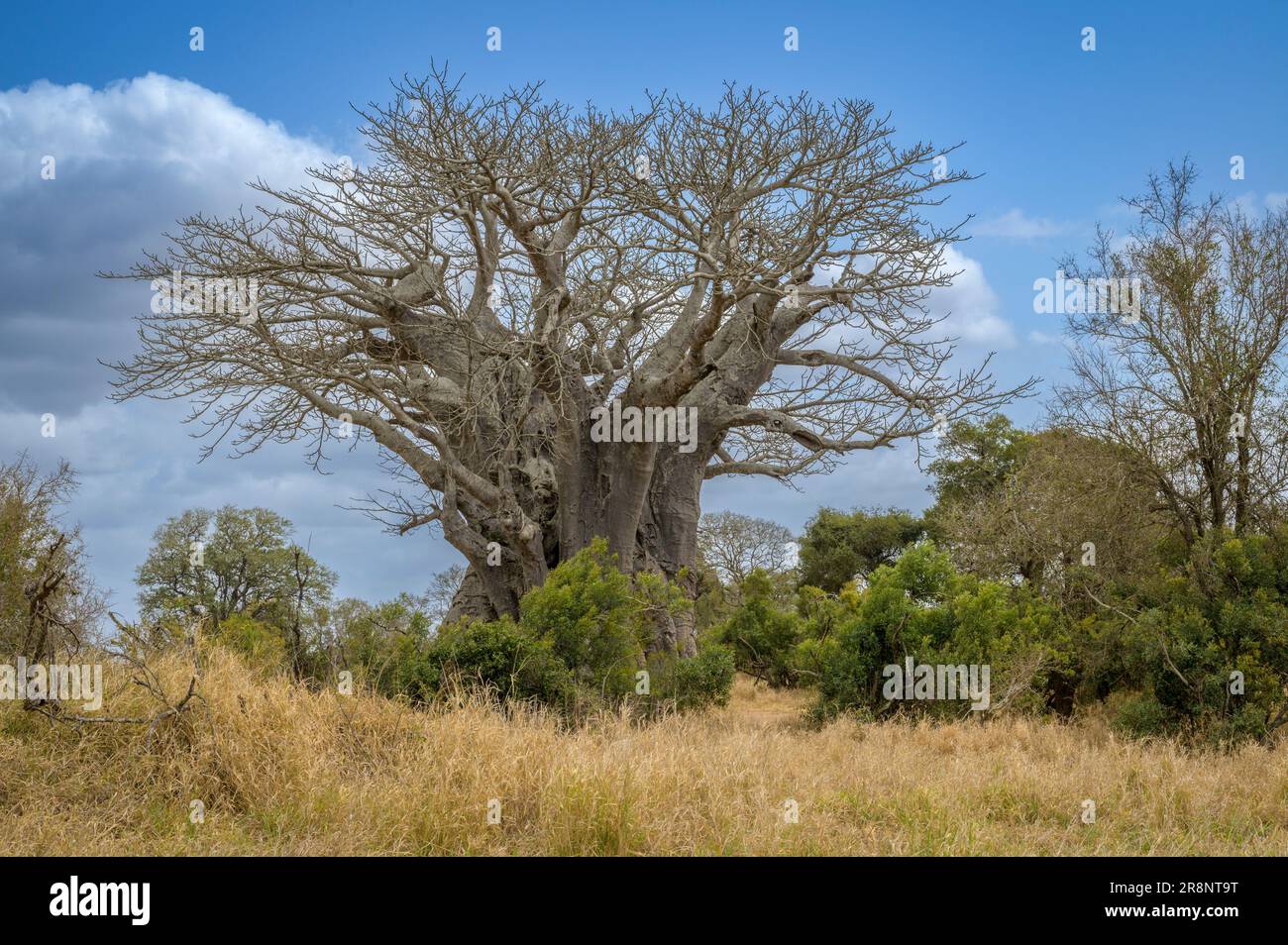 Baobab (Adansonia digitata) in landscape,  Kruger National Park, Mpumalanga, South Africa. Stock Photo