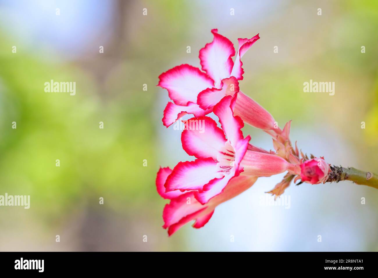 Impala Lily (Adenium multiflorum) close-up of flowers, Kruger National Park, South Africa. Stock Photo