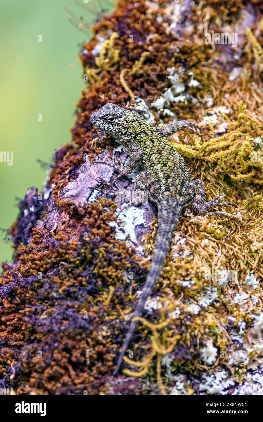 Green spiny lizard (Sceloporus malachiticus) from San Gerardo de Dota, the highlands of central Costa Rica. Stock Photo