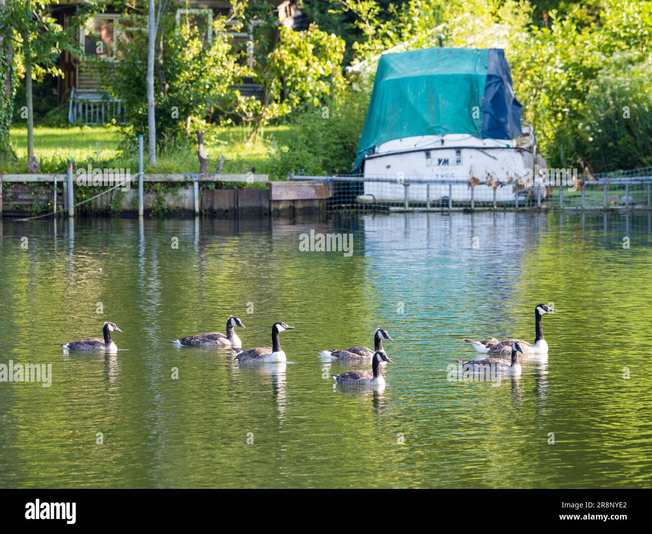 Canada Geese, River Thames, Caversham, Reading, Berkshire, England, UK, GB. Stock Photo