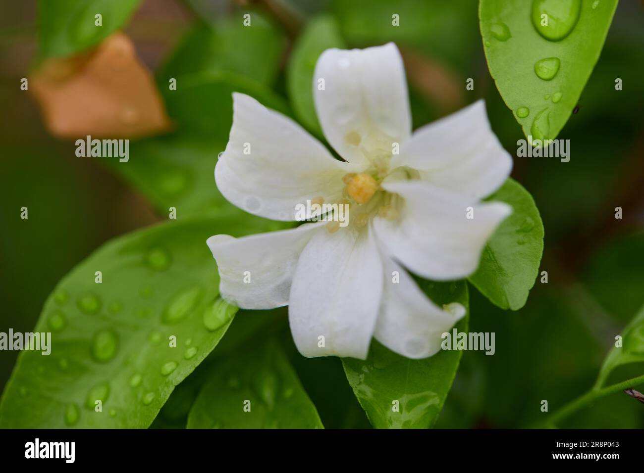 Close-up of orange Jessamine in bloom with raindrops on green leaves Stock Photo