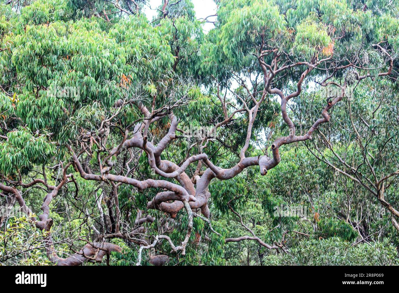 Tree with twisty branches hi-res stock photography and images - Alamy