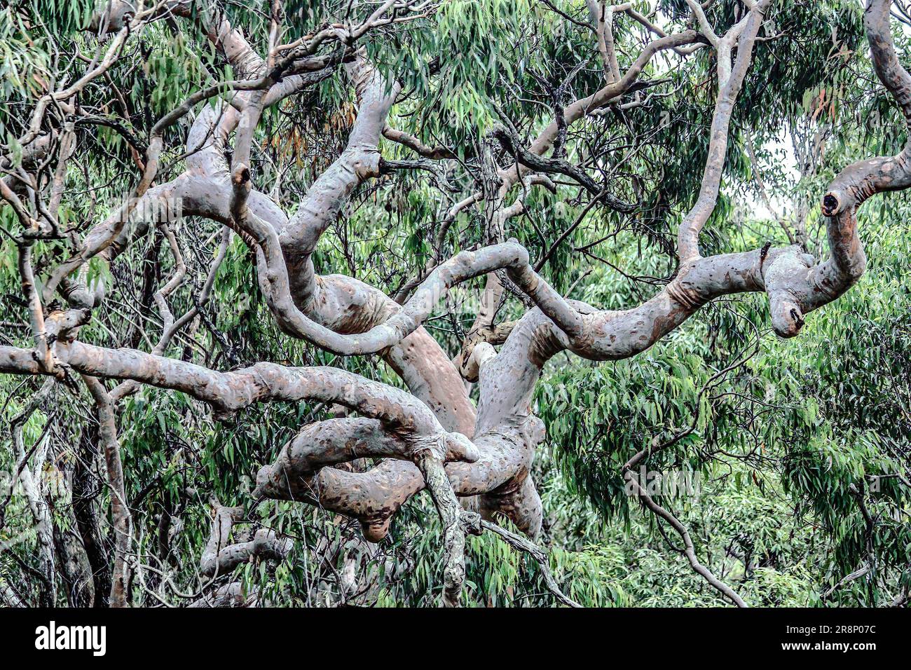 Tree with twisty branches hi-res stock photography and images - Alamy