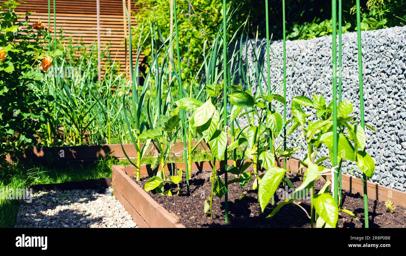 Bell pepper plants hi-res stock photography and images - Alamy