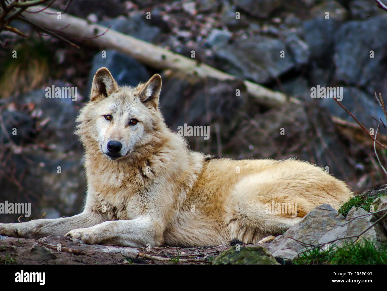 portrait of a white wolf Stock Photo