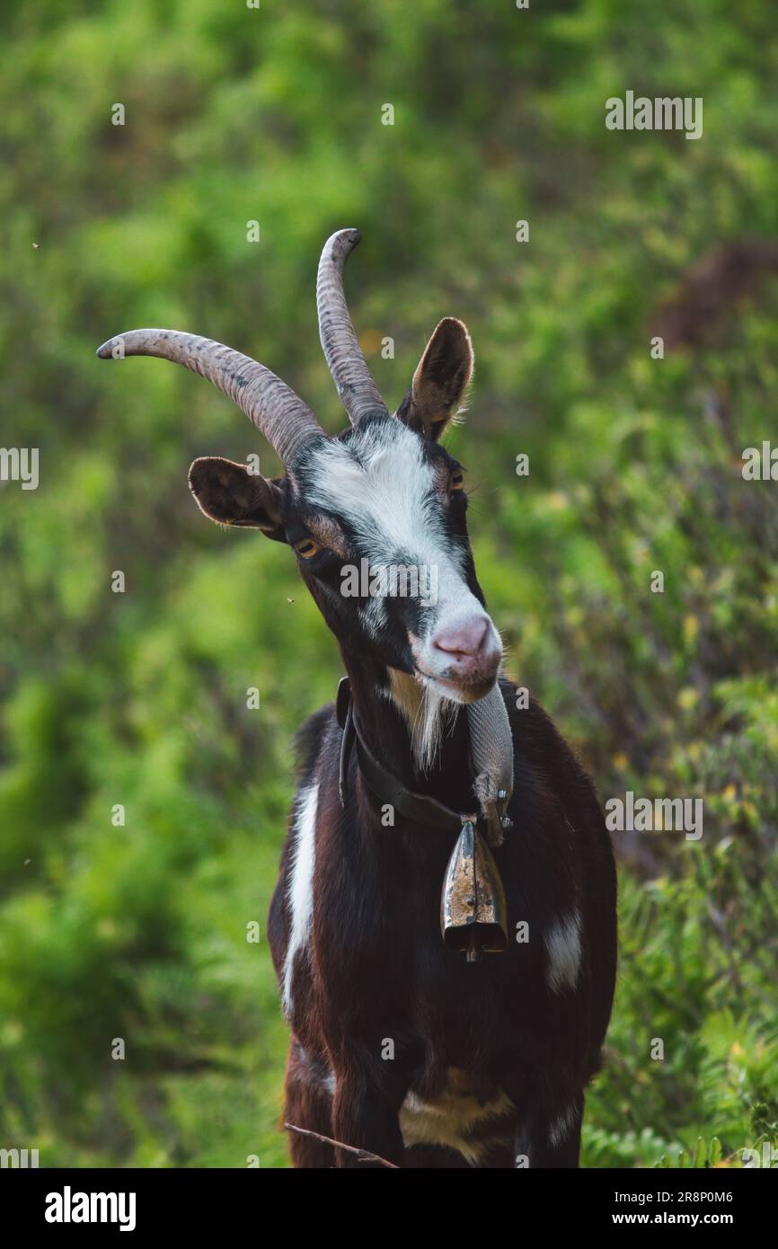 portrait of goat female with a bell on his neck on a mountain meadow at a summer day Stock Photo