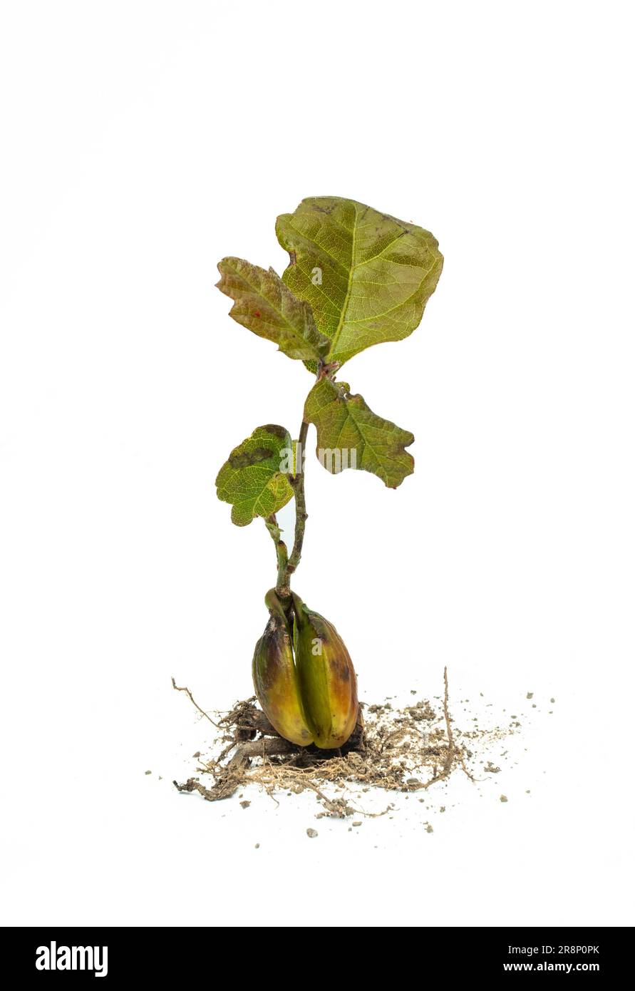 Young oak tree hi-res stock photography and images - Alamy
