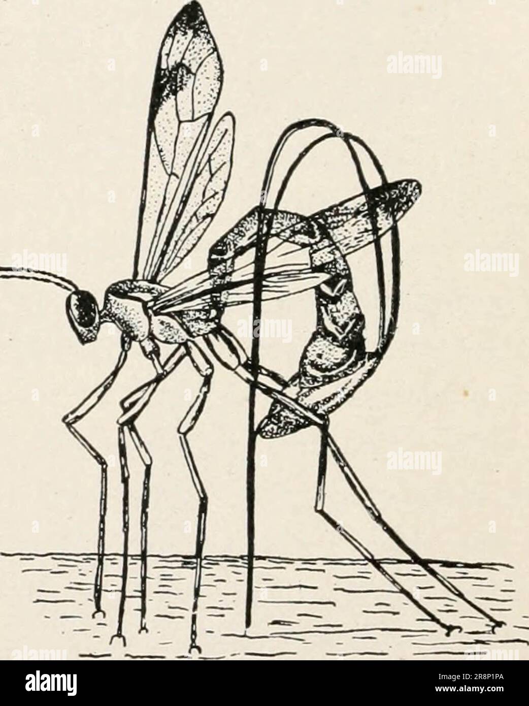 Elementary studies in insect life. Insects. 264 ELEMENTARY STUDIES IN  INSECT LIFE of which dovetails into the mesosternnm. This is the  metasternum. (Fig. 200.) Note that the first abdom- inal segment