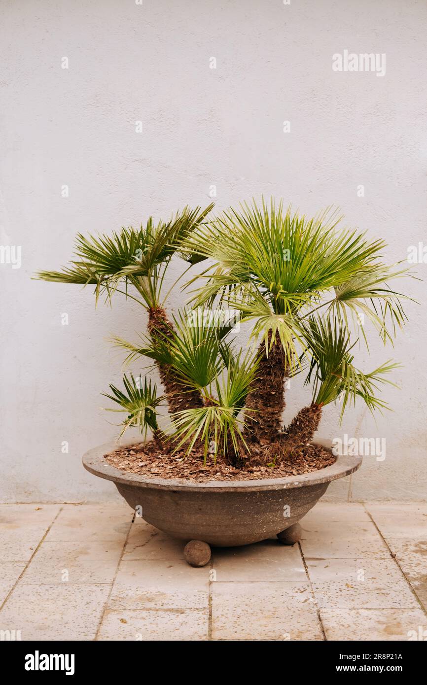 Vertical photo of nice small palm trees on vase outdoor. Stock Photo