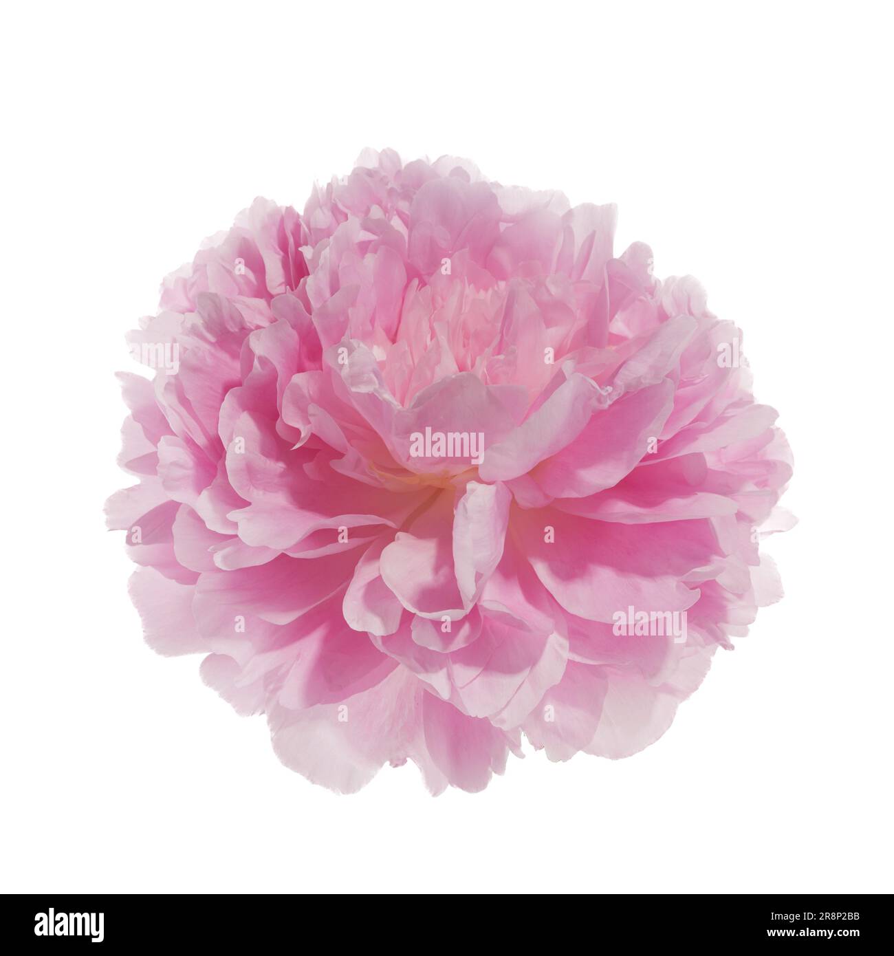 Pink peony flower isolated on white background Stock Photo - Alamy