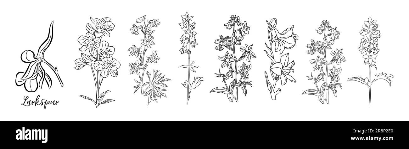 Set of Larkspur flower line art vector drawings. Stock Vector
