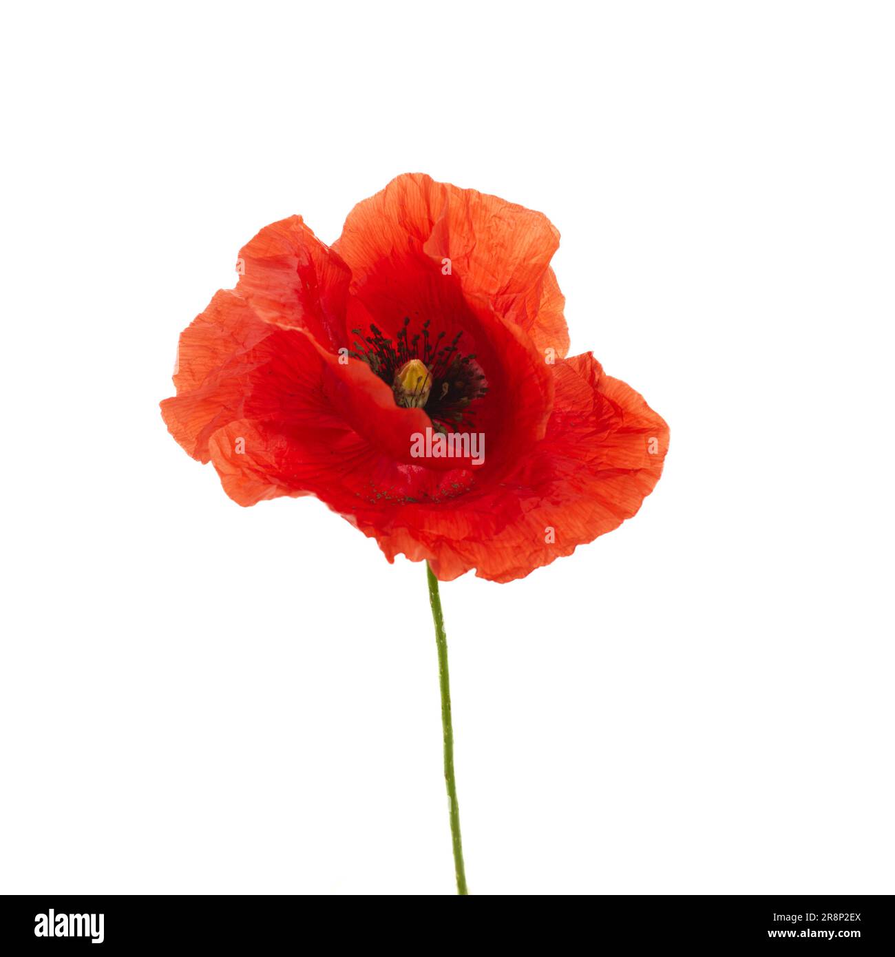 Bright red poppy flower isolated on white background Stock Photo - Alamy