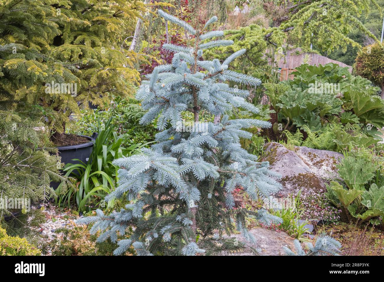 blue spruce tree potted growing in outdoor garden with daylight in spring Stock Photo