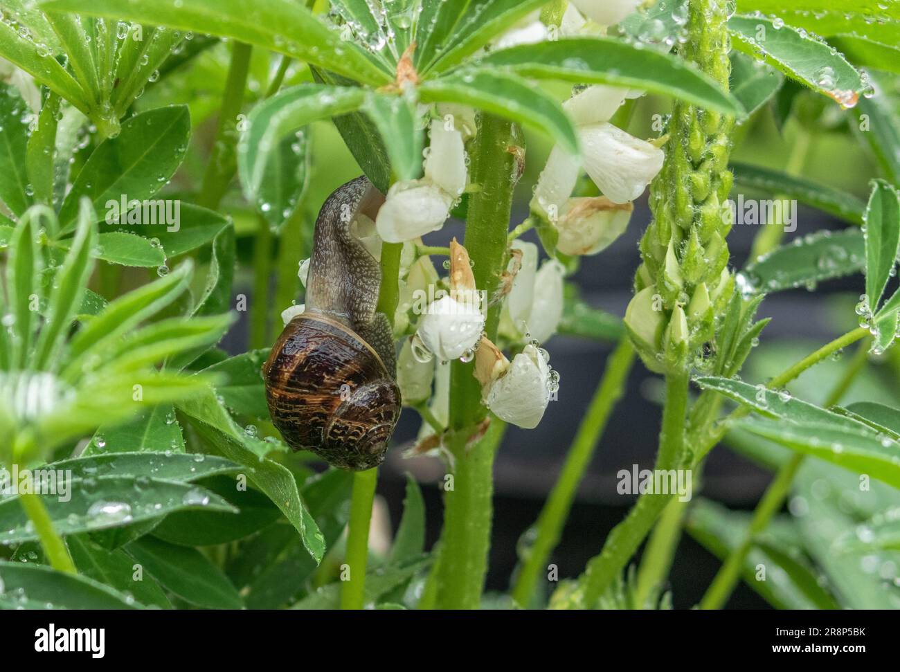 A Garden Snail (Cornu aspersum) on a lupin (Lupinus) after rain. Snails