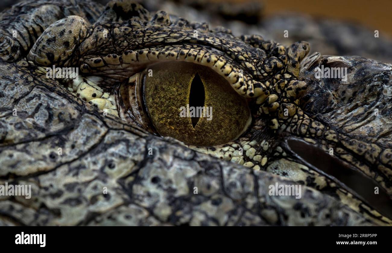 Nile Crocodile Eye Stock Photo