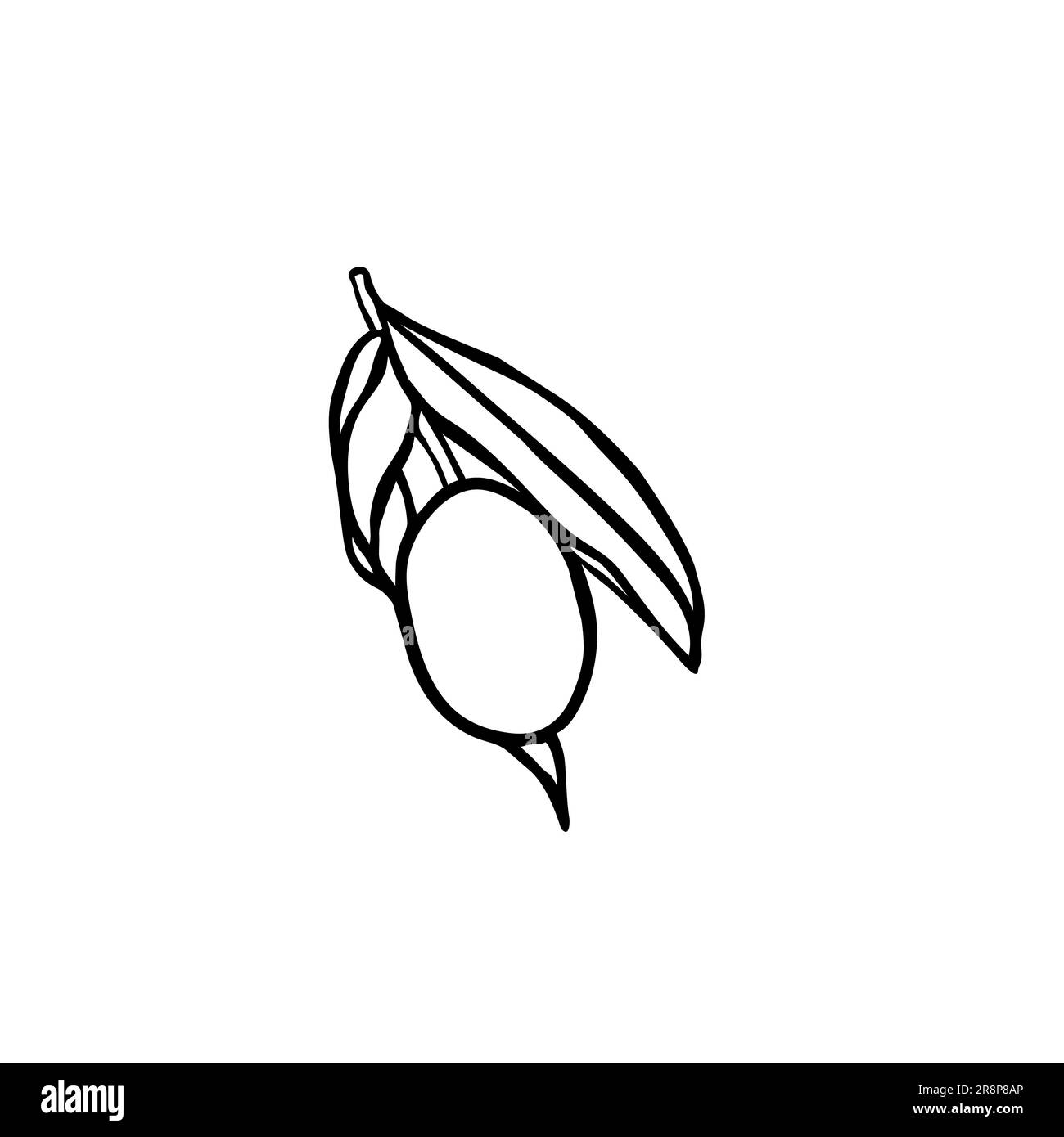 Olive branch, black ink hand drawn simple elements Vector botanical ...