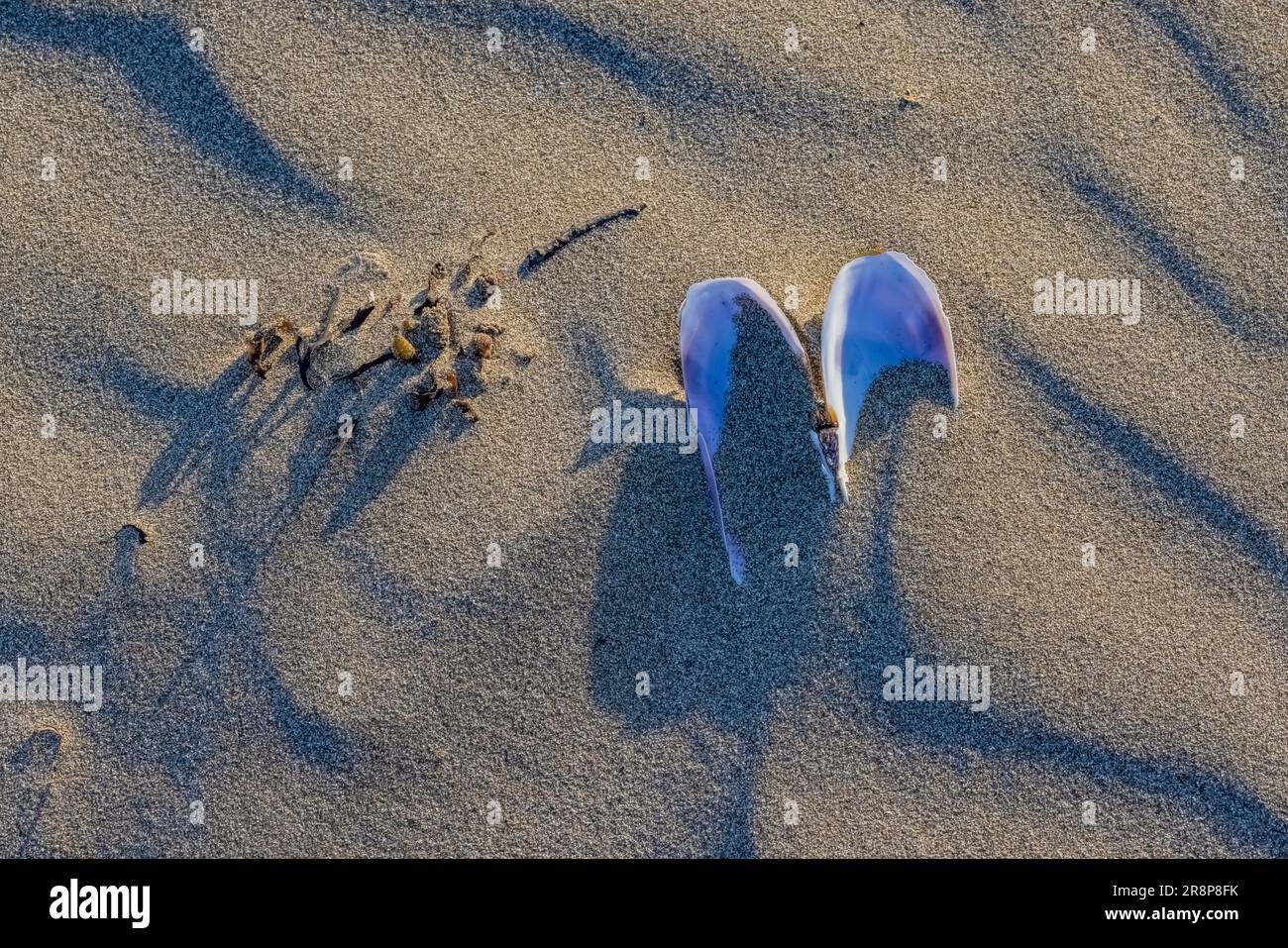 Pacific Razor Clam, Siliqua patula, shell in sand on Hobuck Beach, Makah Nation, Olympic Peninsula, Washington State, USA [Editorial licensing only] Stock Photo