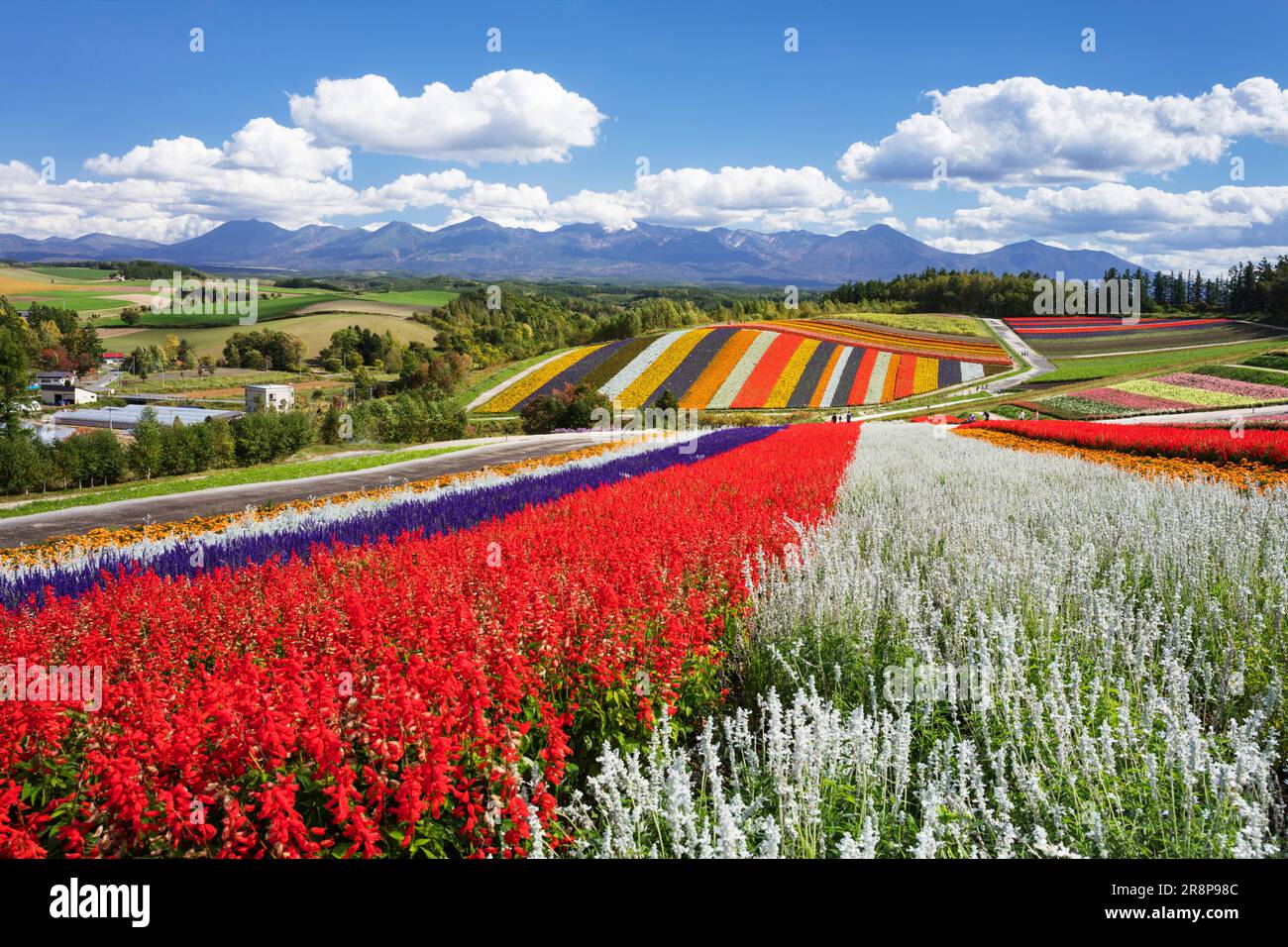 flower-field-in-shikisai-no-oka-stock-photo-alamy