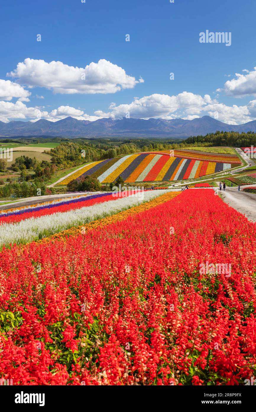Flower Field In Shikisai No Oka Stock Photo Alamy flower-field-in-shikisai-no-oka-stock-photo-alamy