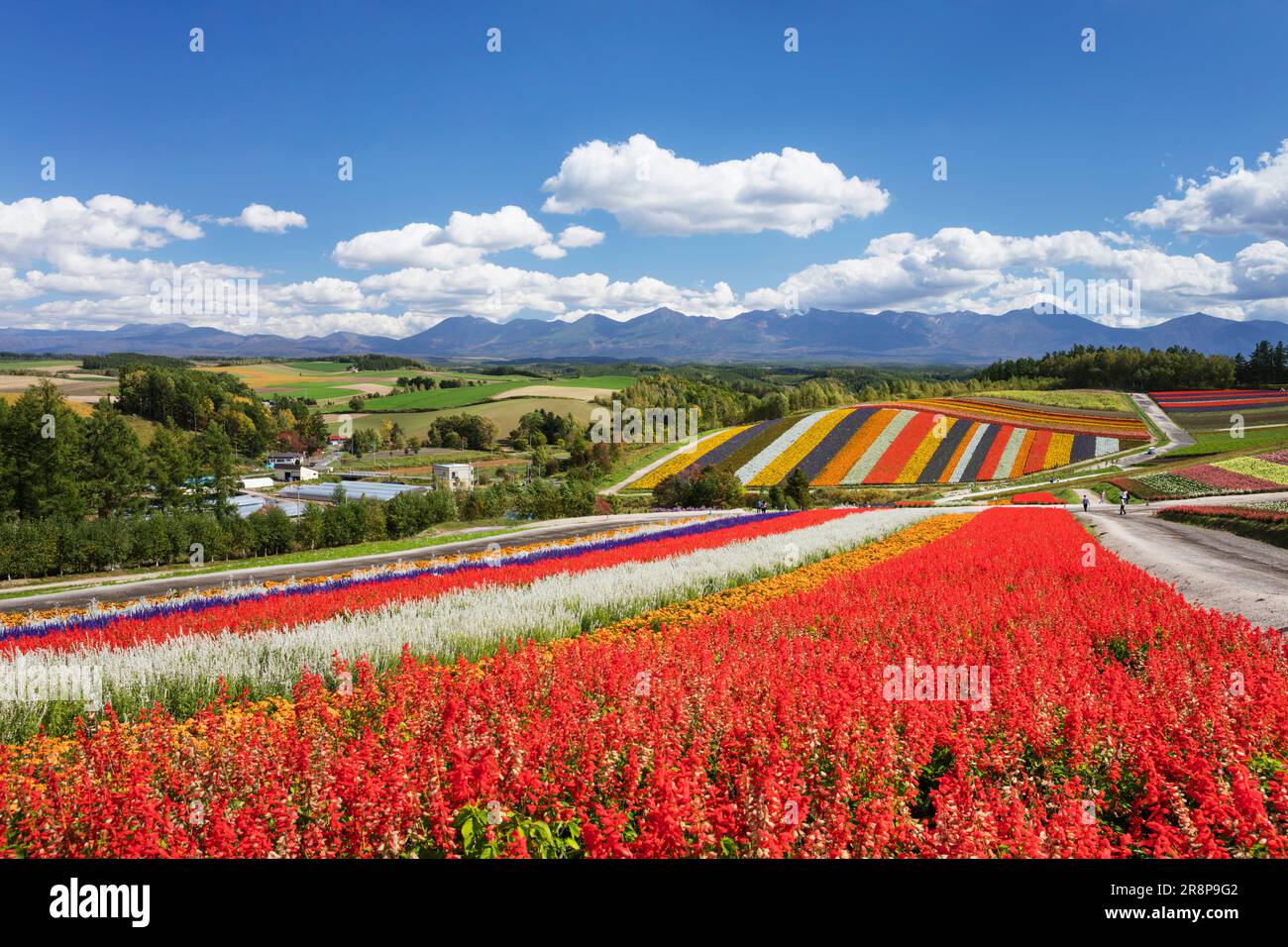 Flower field in Shikisai no Oka Stock Photo - Alamy