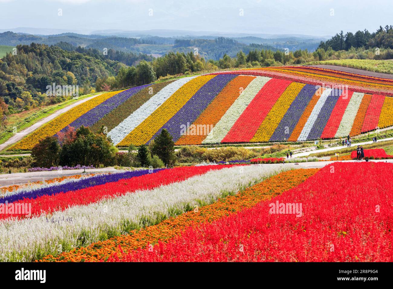 Flower Field In Shikisai No Oka Stock Photo Alamy Flower Field In Shikisai No Oka Stock Photo Alamy