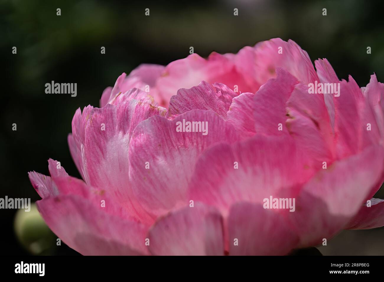 Summer flower series, beautiful pink peony flowers in garden on dark ...