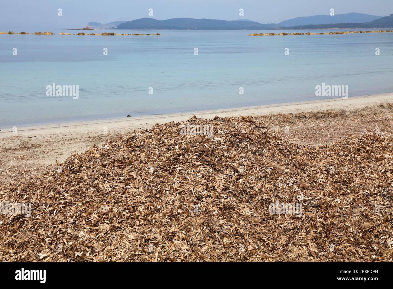 Seagrasses, Nature's Water Filter - The Ocean Foundation