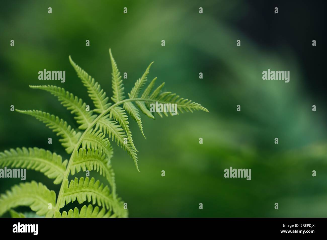 green fern leaves petals background. Vibrant green foliage. Tropical leaf. Exotic forest plant. Botany concept. Ferns jungles close up. jungle atmosphere and calm zen meditation Stock Photo