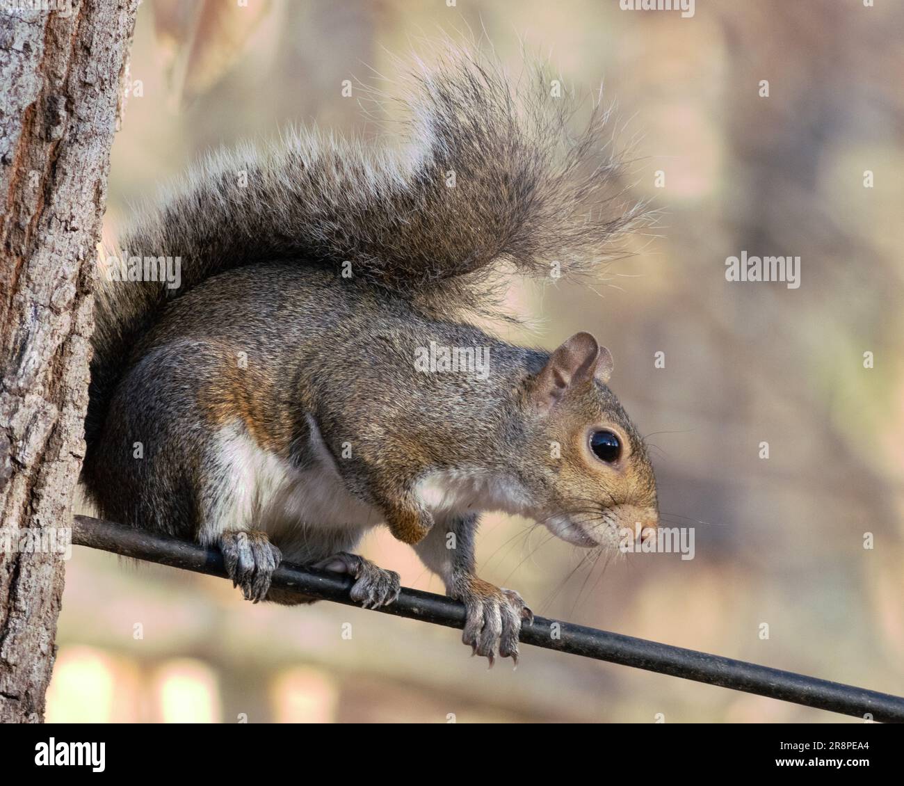 An adorable grey squirrel perched atop a thin metal wire next to a