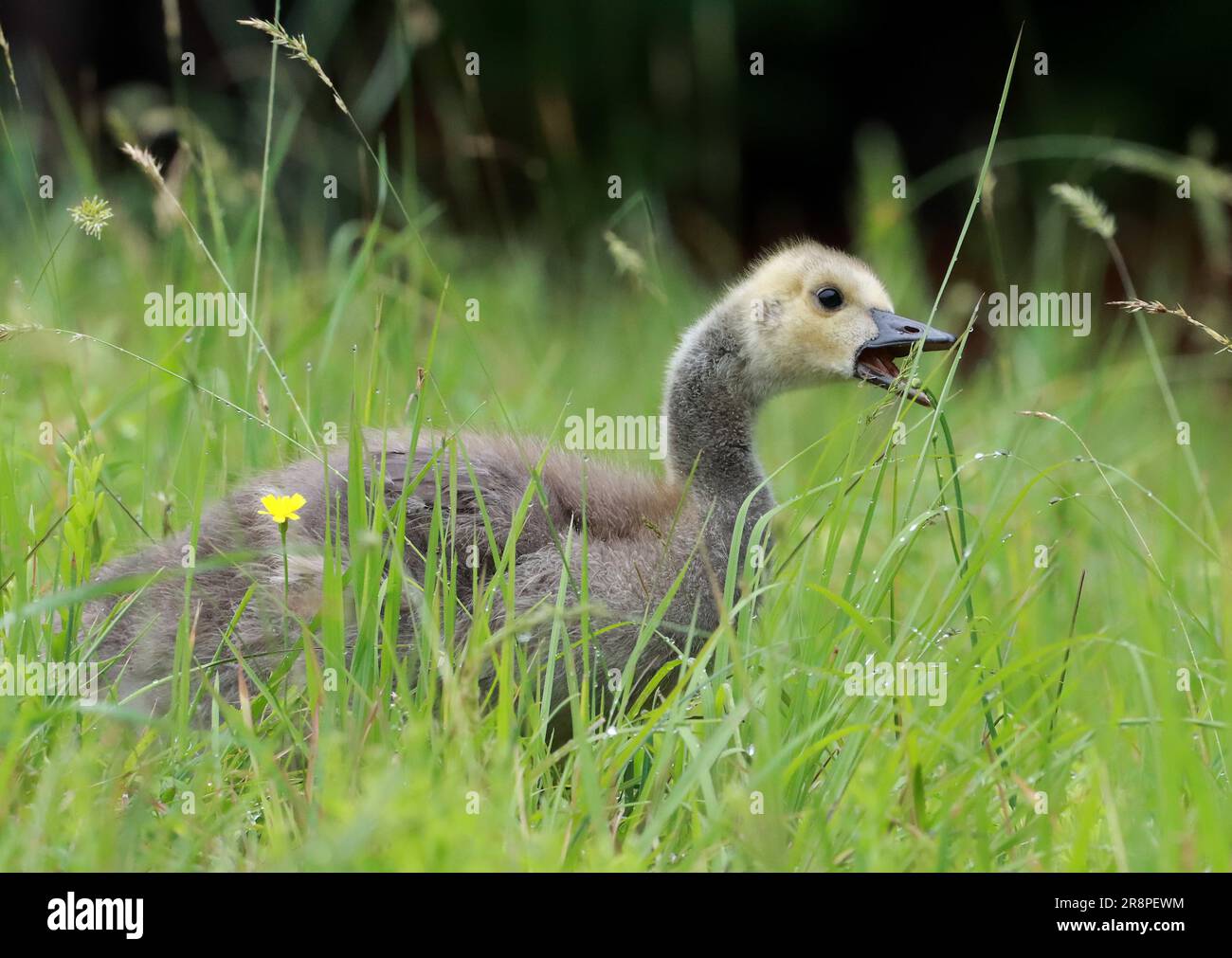 Cary North Carolina USA. 22nd June 2023. A baby Canada goose