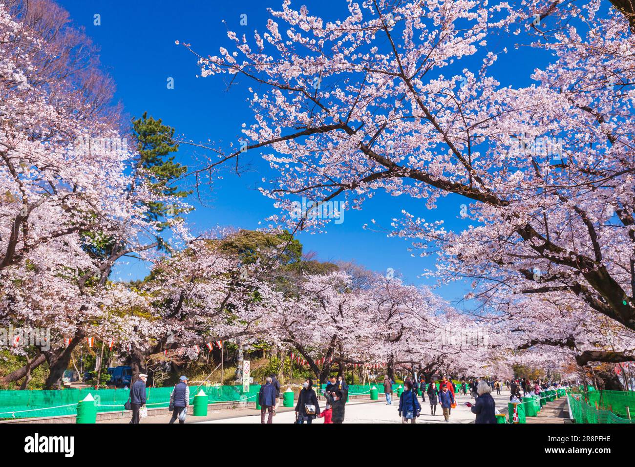 Cherry blossoms in Ueno Park Stock Photo