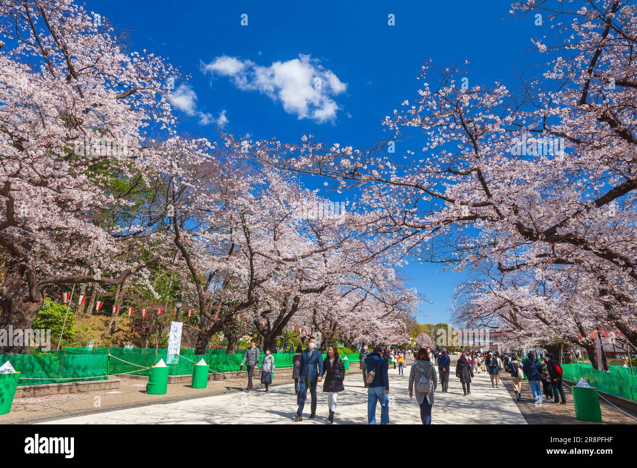 Cherry blossoms in Ueno Park Stock Photo