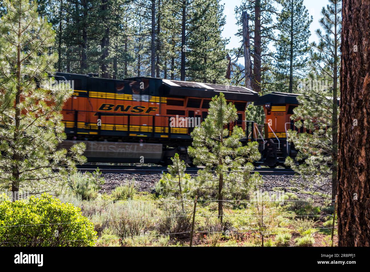 A BNSF train rushes by in a forest of Jeffrey pine and Lodgepole pine Stock Photo