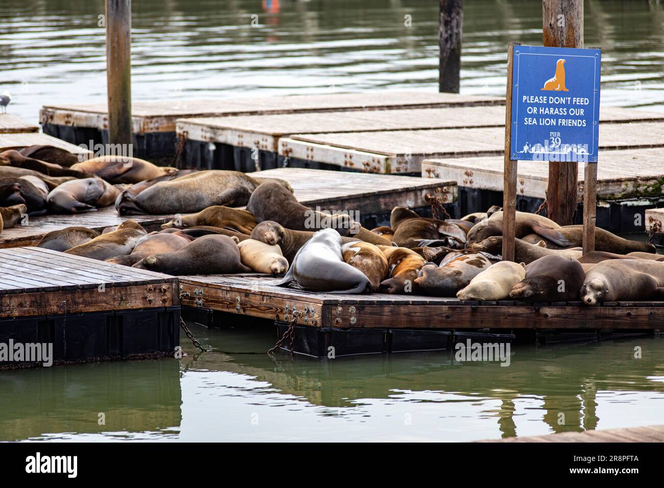 Sea Lions at Pier 39 at Fisherman`s Wharf, San Francisco, USA