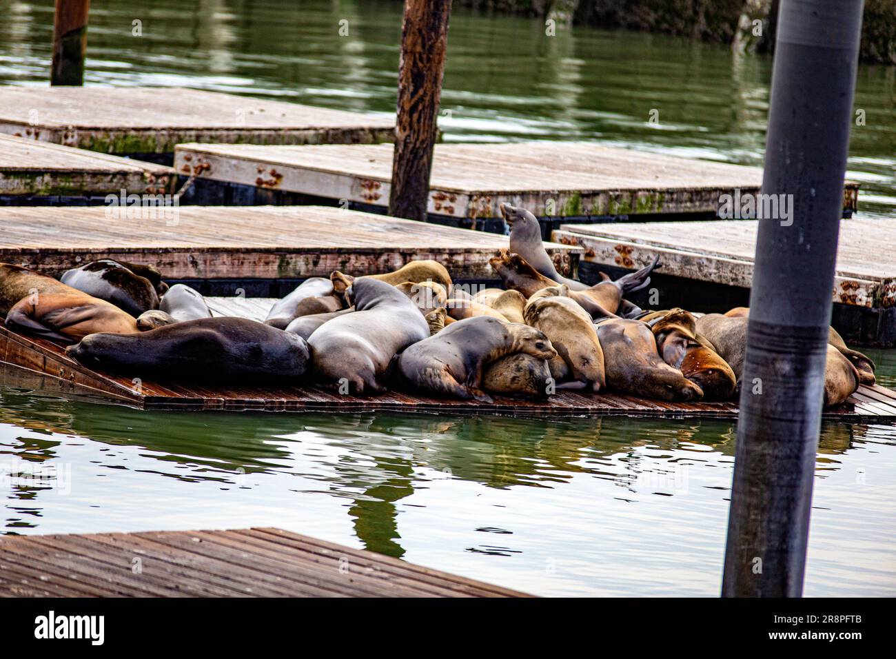 San Francisco Fisherman's Wharf with Pier 39 with sea lions