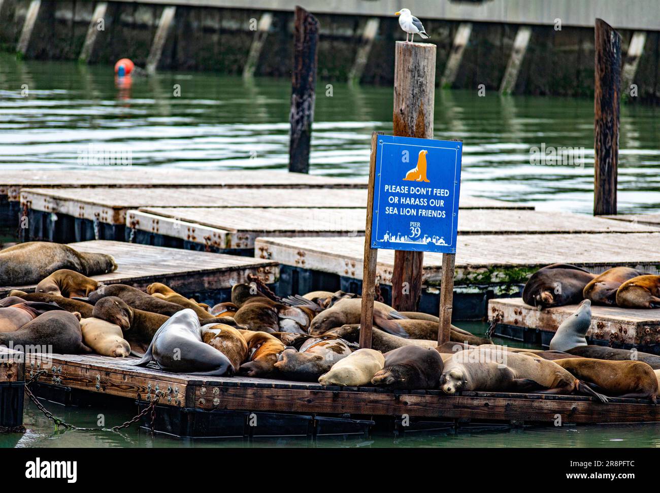 Sea Lions at Pier 39 at Fisherman`s Wharf, San Francisco, USA