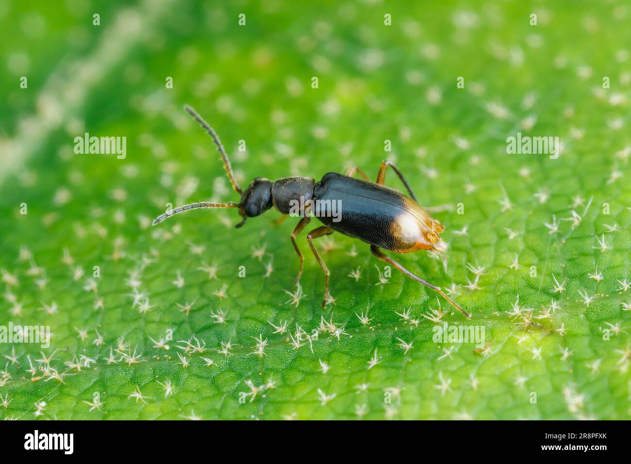 Malachite Beetle (Hypebaeus oblitus) - Male Stock Photo