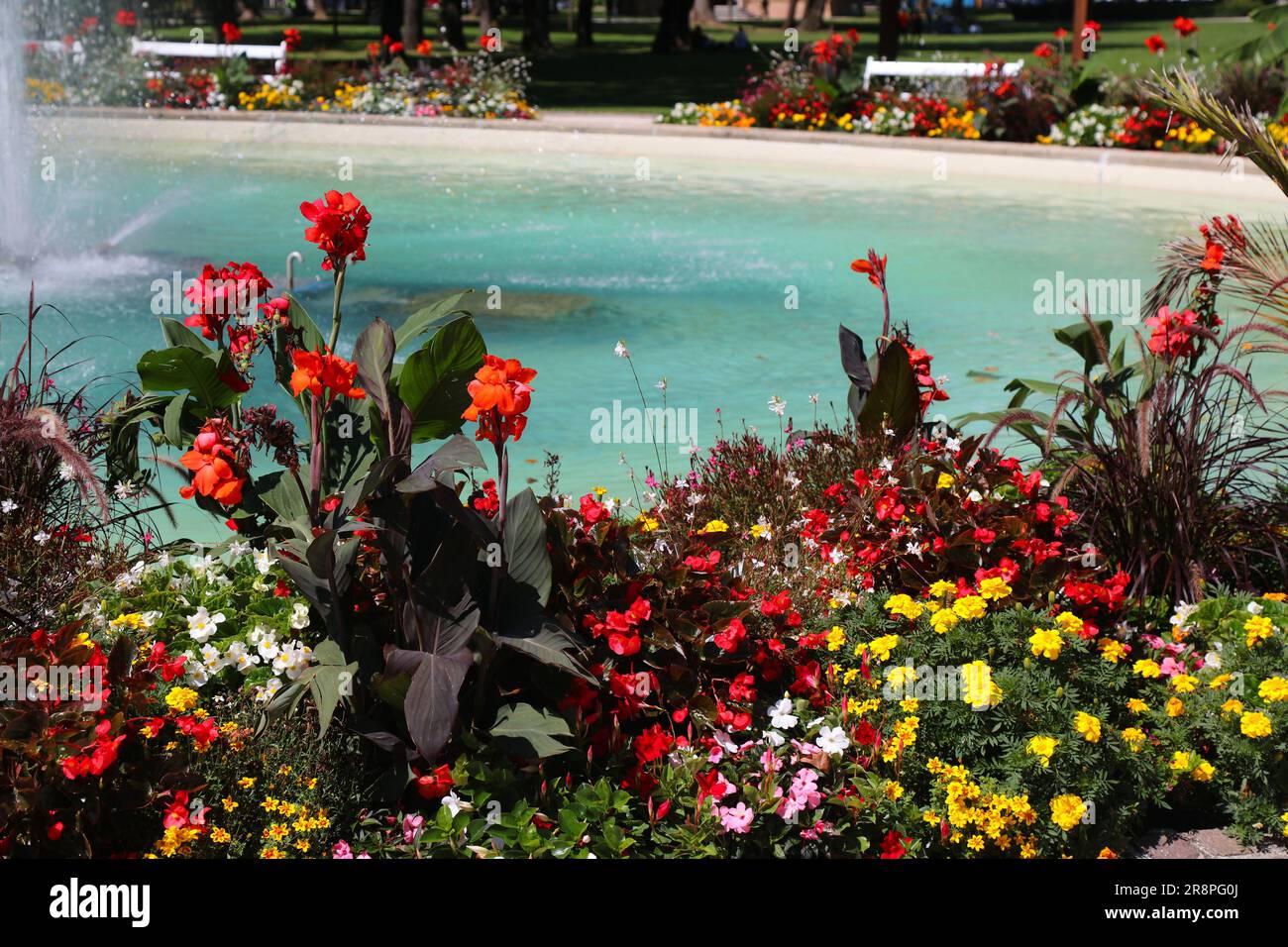 City flowerbed in Spittal and der Drau in Austria. Mixed species flower patch with marigold, begonia and canna lily. Stock Photo