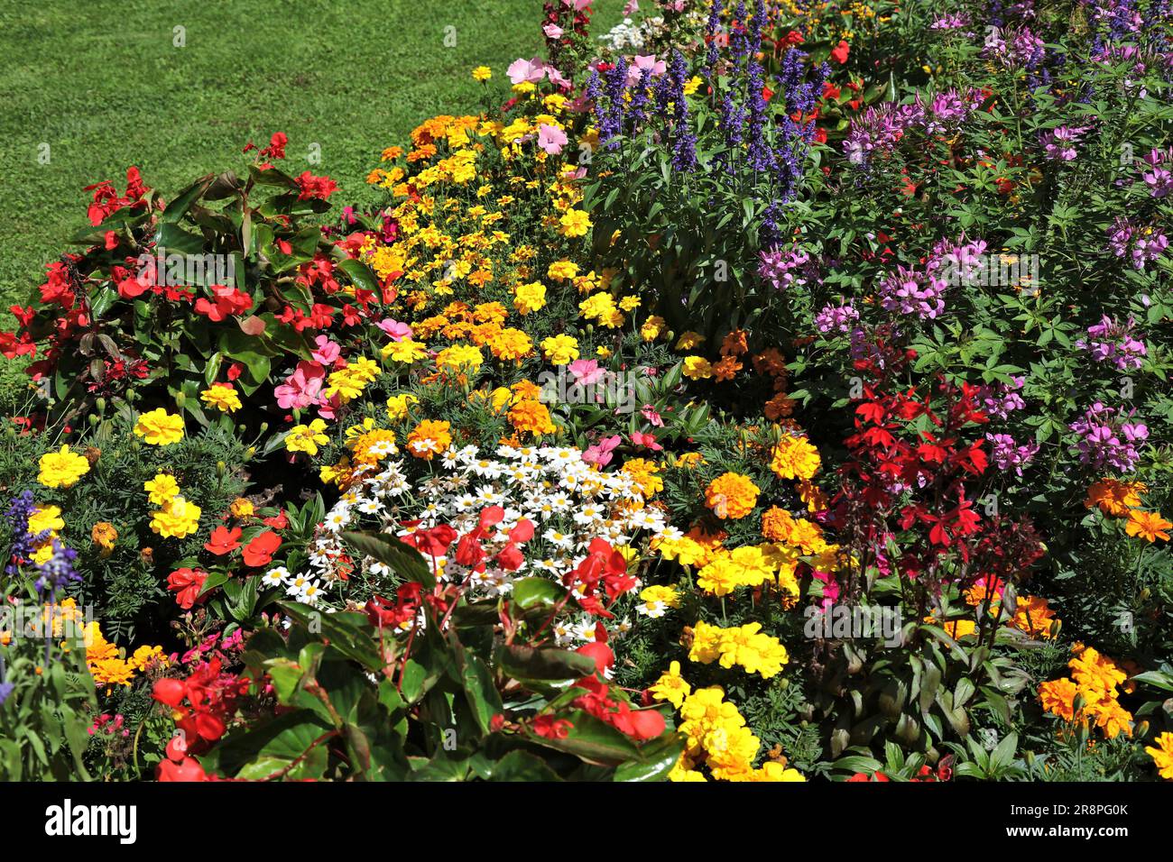 City flowerbed in Spittal and der Drau in Austria. Mixed species flower patch with marigold, begonia, Cleome hassleriana (Spider flower) and Salvia fa Stock Photo