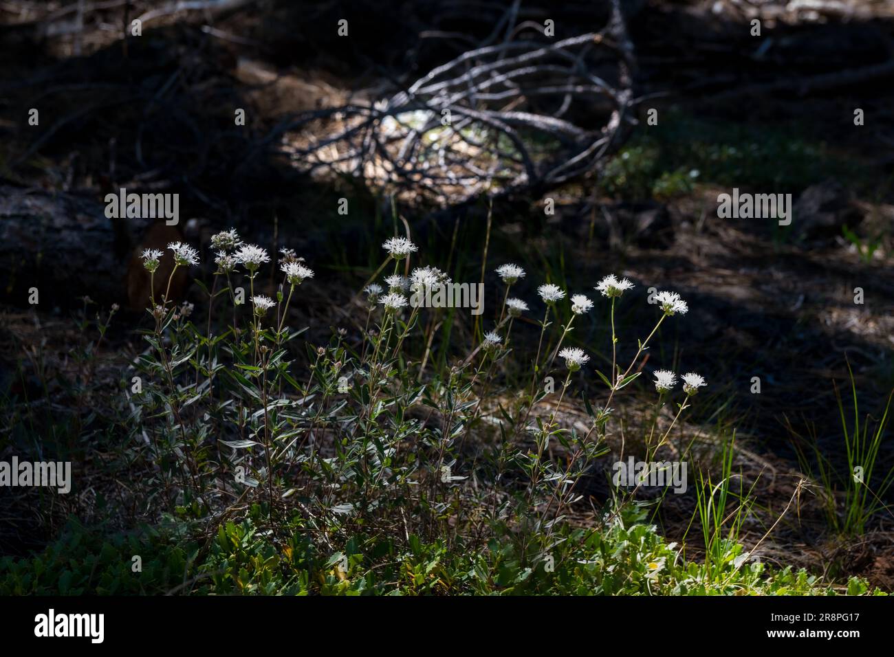 A patch of Mountain Pennyroyal (Monardella odoratissima in the Lassen National Forest in California USA Stock Photo
