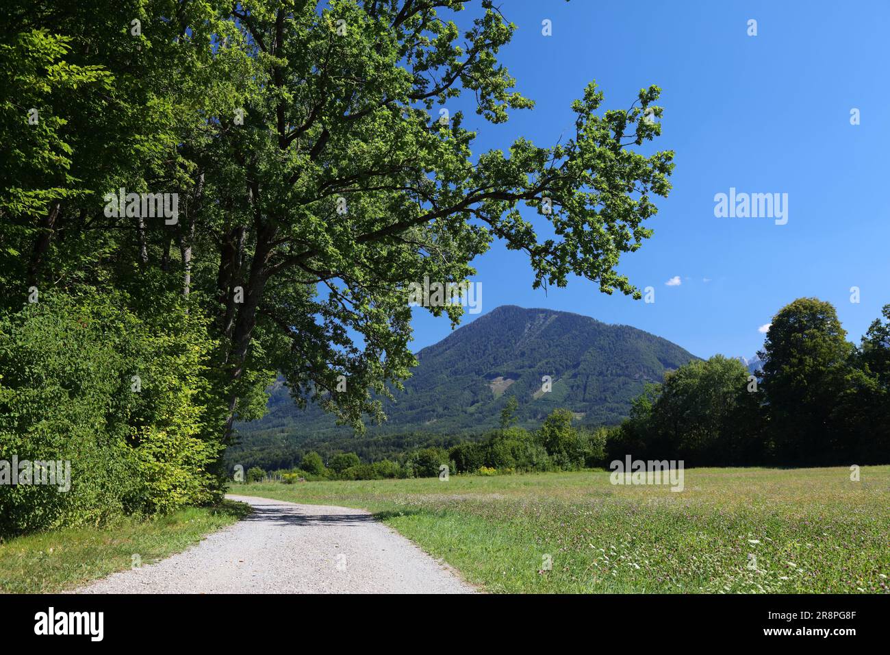 Drava River bicycle path (Drauradweg) near Spittal an der Drau town in Carinthia state of Austria. Cycling way under big oak trees. Stock Photo