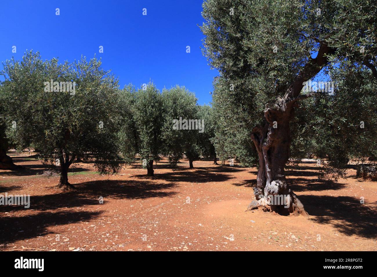 Apulia old olive trees olive oil making region in Bari Province
