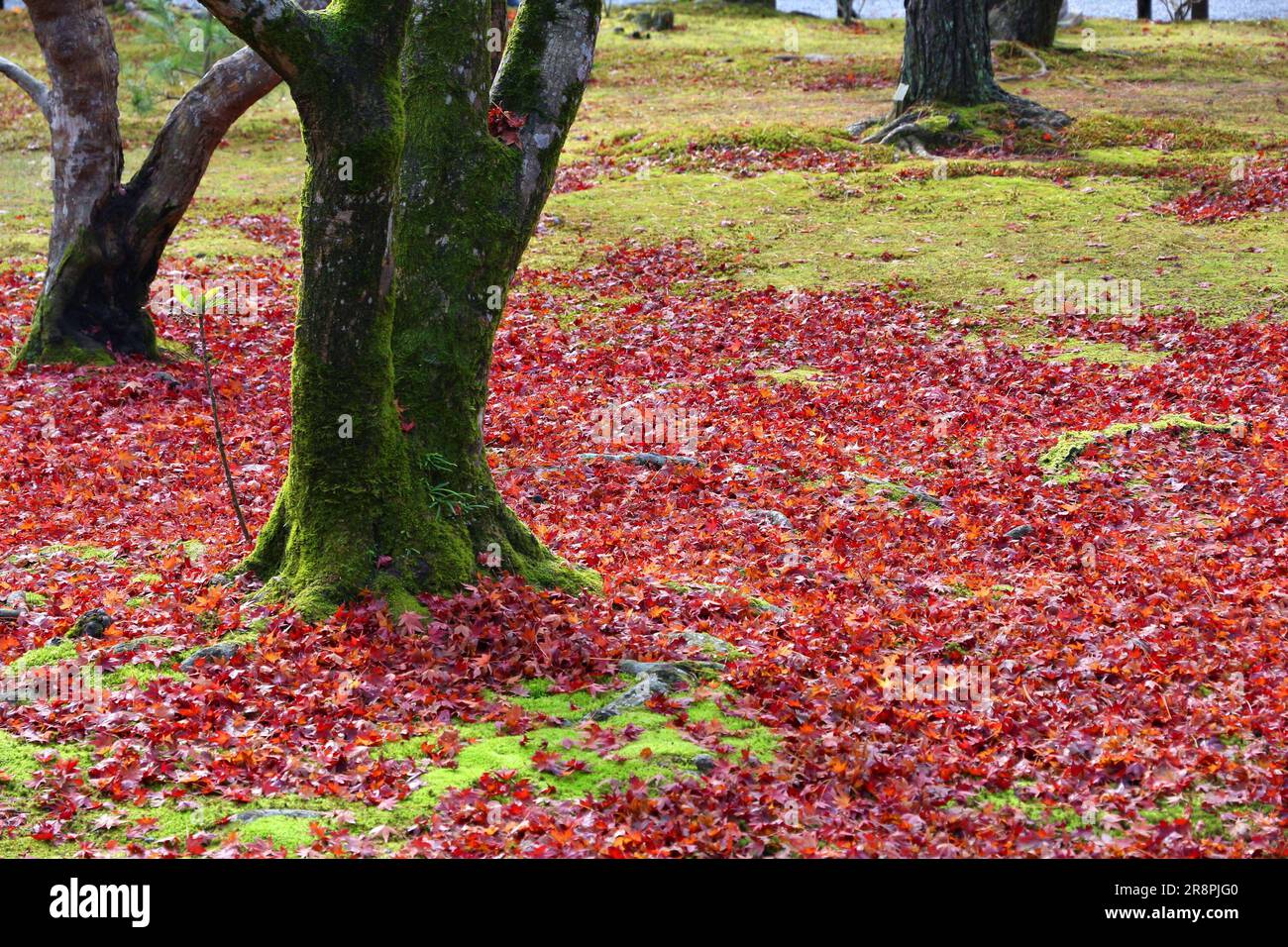 Autumn leaves in Japan fallen red maple leaves (momiji) in Kyoto