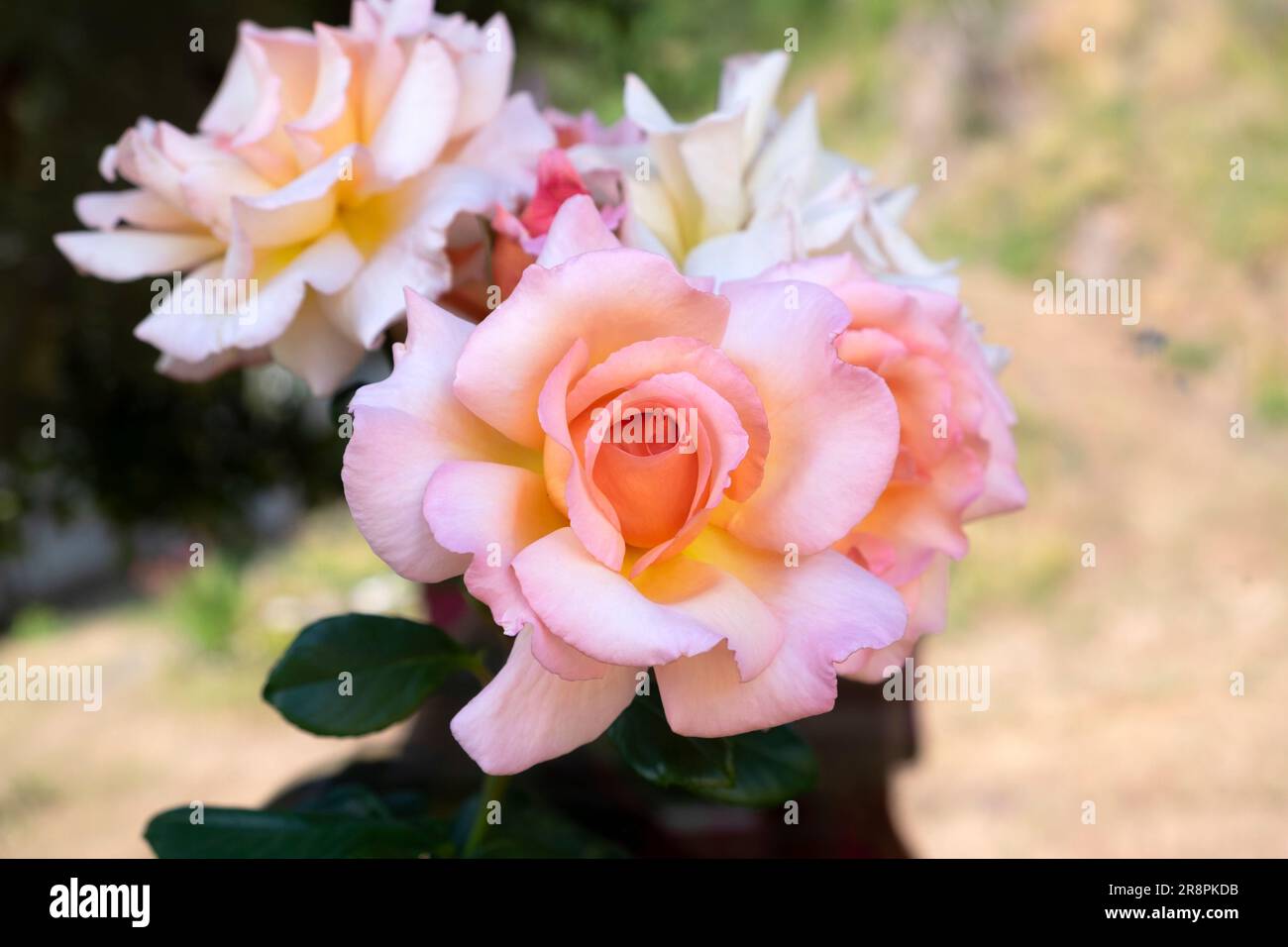 Closeup view of cluster of David Austin fragrant Compassion rose in bloom in June garden 2023 Carmarthenshire Wales UK  KATHY DEWITT Stock Photo