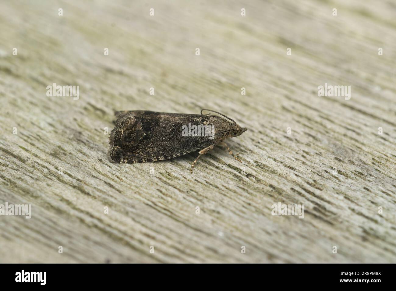 Detailed closeup on brown chestnut tortrix moth, Cydia splendana on a piece of wood Stock Photo