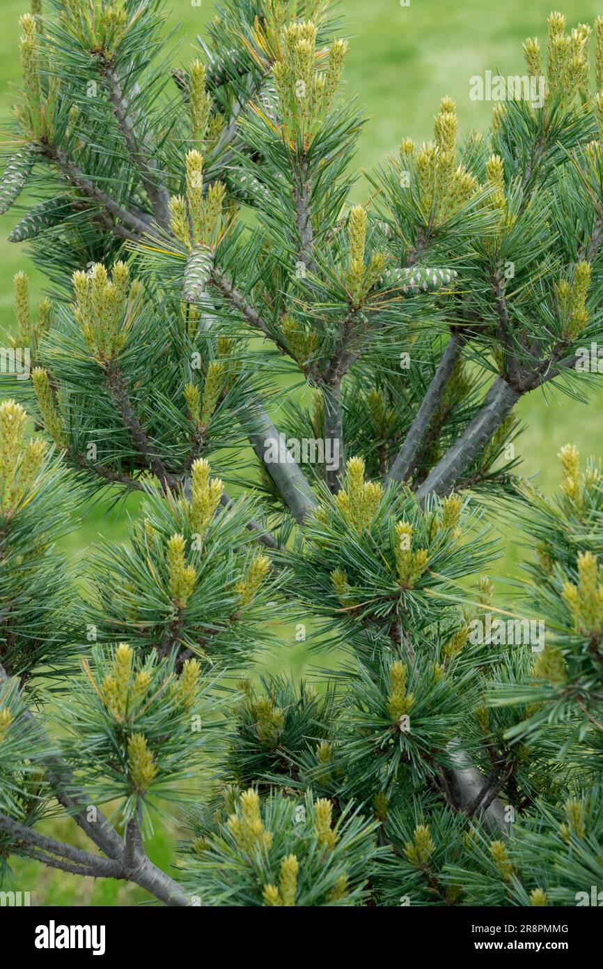 Pinus strobus, Tree, Branches, Pinus strobus 'Krügers Lilliput', Garden, Coniferous, Cultivar, Needles on Twigs Pinus foliage Stock Photo