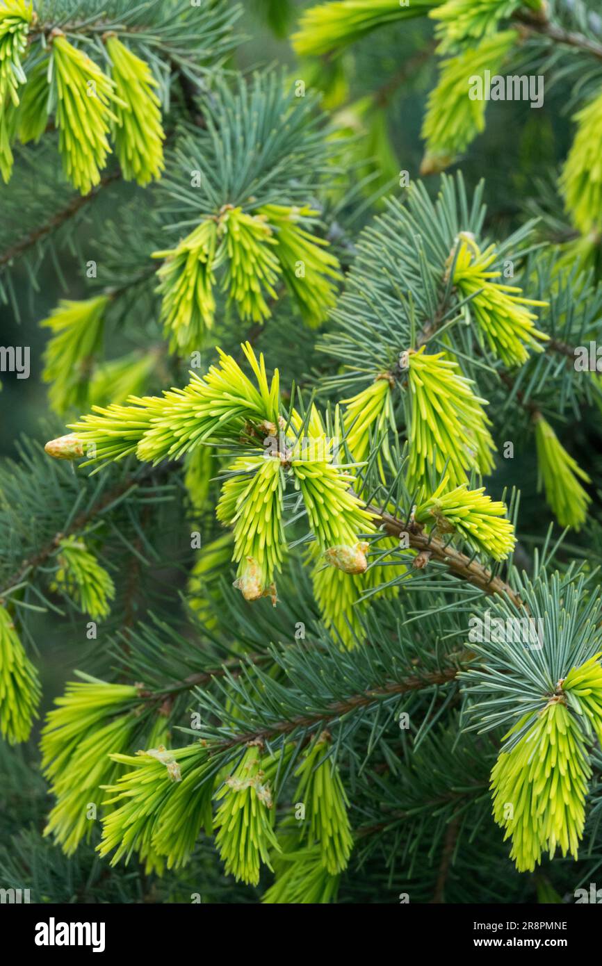 Brewers Weeping Spruce Picea breweriana "Fruehlings Gold" aka Picea breweriana "Fruhlingsgold" Brewer Spruce Tree Branches Picea Shoots Spruce Foliage Stock Photo